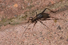 Meloimorpha japonica
