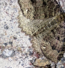 Triphosa dubitata