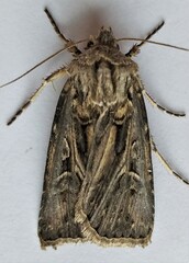 Agrotis gladiaria