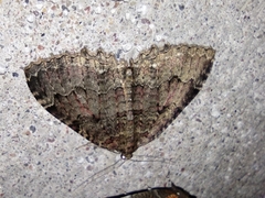 Triphosa dubitata