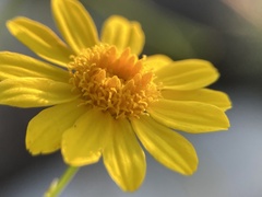 Thymophylla pentachaeta
