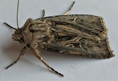 Agrotis gladiaria
