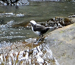 Cinclus leucocephalus