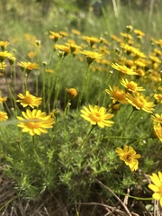Thymophylla pentachaeta