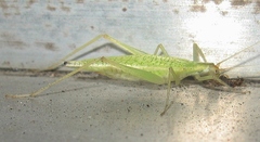 Oecanthus
