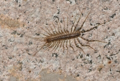 Scutigeridae