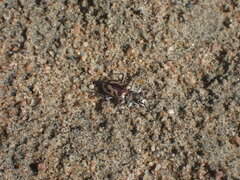 Cicindela limbata labradorensis