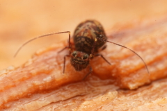 Ptenothrix