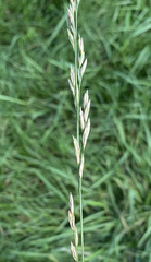 Lolium arundinaceum