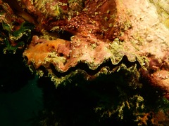 Ostreoidea