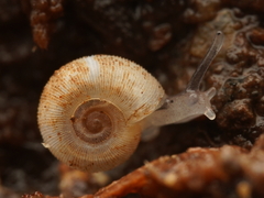 Meredithena dandenongensis