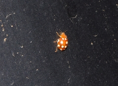 Vibidia duodecimguttata