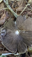 Agaricus abruptibulbus