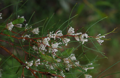 Hakea trifurcata