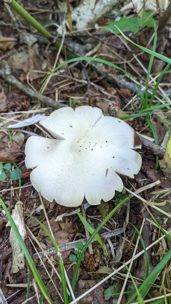 Agaricus abruptibulbus · September 2022 · photo: © atsushi_nakajima_cirque (iNaturalist, cc-by)