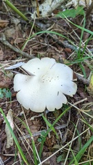 Agaricus abruptibulbus