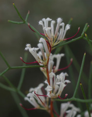 Hakea trifurcata