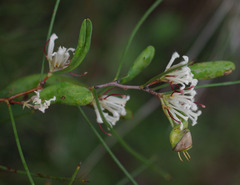 Hakea trifurcata