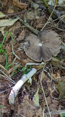 Agaricus abruptibulbus
