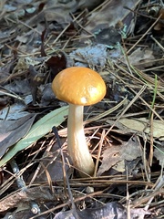 Leccinum