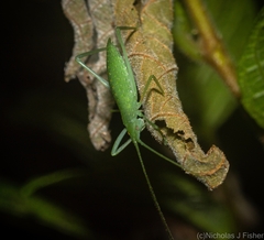 Mastighaphoides haffneri