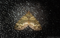 Crasilogia gressitti