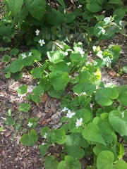 Viola canadensis