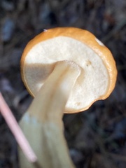 Leccinum