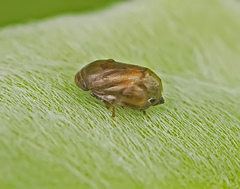 Clastoptera xanthocephala