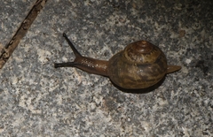 Acusta