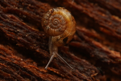 Scelidoropa