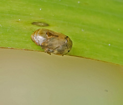 Clastoptera xanthocephala