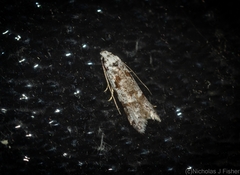 Oxythecta hieroglyphica