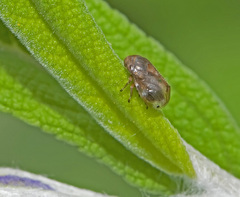 Clastoptera xanthocephala