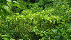 Dendrocnide kotoensis