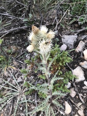 Cirsium hookerianum