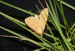Ostrinia