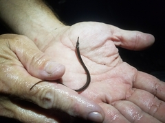 Syngnathus fuscus
