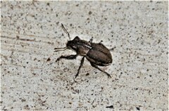 Naupactus peregrinus