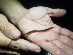 Syngnathus fuscus