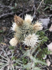Cirsium hookerianum
