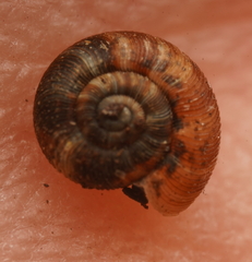 Scelidoropa
