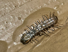 Scolopendridae