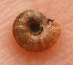 Scelidoropa