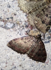 Triphosa dubitata