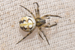 Neoscona adianta