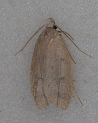 Machimia tentoriferella