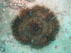 Heteractis aurora