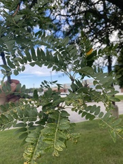 Gleditsia triacanthos