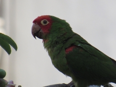 Psittacara erythrogenys